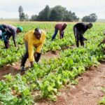 Why South-South youths should turn to farming - PFN